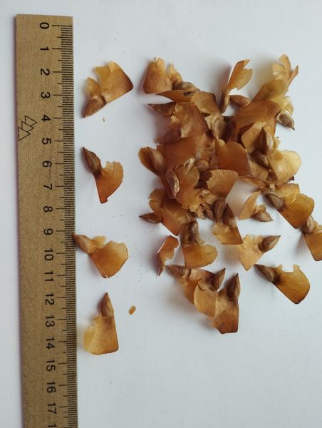Кедр гималайский семена (20 шт) деодар (Cédrus deodara) RS-01309 фото
