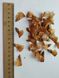 Кедр гималайский семена (20 шт) деодар (Cédrus deodara) RS-01309 фото 5