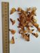 Кедр гималайский семена (20 шт) деодар (Cédrus deodara) RS-01309 фото 6