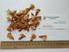 Кедр гималайский семена (20 шт) деодар (Cédrus deodara) RS-01309 фото 3