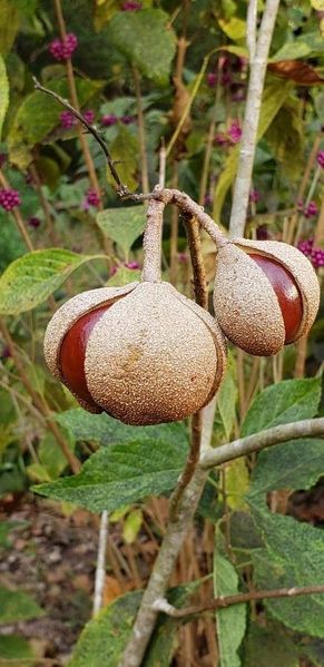 Каштан червоний насіння (3 шт) павія гіркокаштан (Aesculus pavia) конський RS-01311 фото