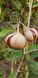Каштан червоний насіння (3 шт) павія гіркокаштан (Aesculus pavia) конський RS-01311 фото 4