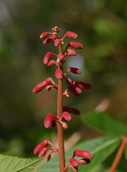 Каштан красный семена (3 шт) павия (Aesculus pavia) конский RS-01311 фото