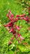 Каштан червоний насіння (3 шт) павія гіркокаштан (Aesculus pavia) конський RS-01311 фото 3