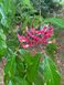 Каштан червоний насіння (3 шт) павія гіркокаштан (Aesculus pavia) конський RS-01311 фото 5