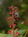 Каштан червоний насіння (3 шт) павія гіркокаштан (Aesculus pavia) конський RS-01311 фото 6