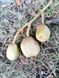 Каштан червоний насіння (3 шт) павія гіркокаштан (Aesculus pavia) конський RS-01311 фото 2