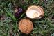 Каштан красный семена (3 шт) павия (Aesculus pavia) конский RS-01311 фото 11