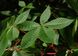 Каштан червоний насіння (3 шт) павія гіркокаштан (Aesculus pavia) конський RS-01311 фото 7
