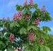Каштан червоний насіння (3 шт) павія гіркокаштан (Aesculus pavia) конський RS-01311 фото 8