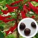 Каштан червоний насіння (3 шт) павія гіркокаштан (Aesculus pavia) конський RS-01311 фото 1