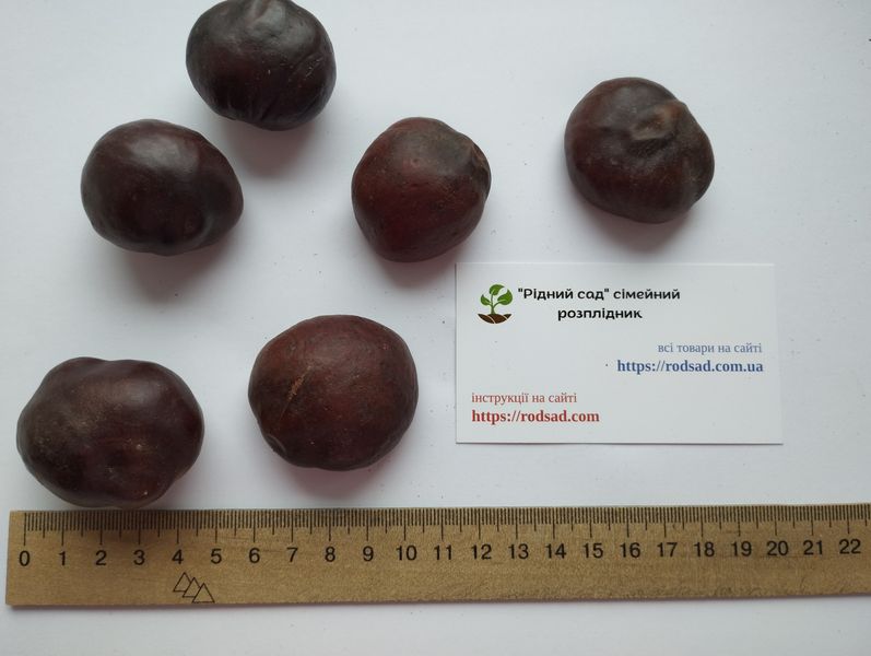 Каштан червоний насіння (3 шт) павія гіркокаштан (Aesculus pavia) конський RS-01311 фото