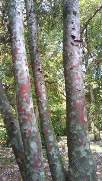 Сосна Бунге семена (10 шт) кружевнокорая (Pinus bungeana) белокорая сосна RS-02028 фото