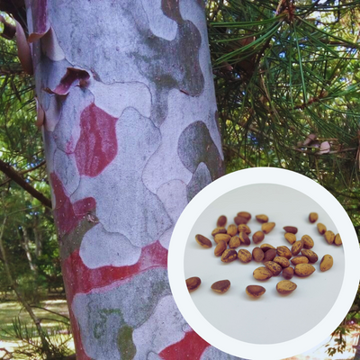 Сосна Бунге насіння (10 шт) мереживнокора (Pinus bungeana) білокора сосна RS-02028 фото