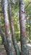Сосна Бунге семена (10 шт) кружевнокорая (Pinus bungeana) белокорая сосна RS-02028 фото 8