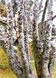 Сосна Бунге семена (10 шт) кружевнокорая (Pinus bungeana) белокорая сосна RS-02028 фото 11