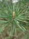 Сосна Бунге семена (10 шт) кружевнокорая (Pinus bungeana) белокорая сосна RS-02028 фото 4