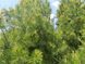 Сосна Бунге семена (10 шт) кружевнокорая (Pinus bungeana) белокорая сосна RS-02028 фото 9