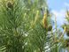 Сосна Бунге семена (10 шт) кружевнокорая (Pinus bungeana) белокорая сосна RS-02028 фото 3