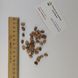 Сосна Бунге семена (10 шт) кружевнокорая (Pinus bungeana) белокорая сосна RS-02028 фото 6