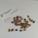 Сосна Бунге семена (10 шт) кружевнокорая (Pinus bungeana) белокорая сосна RS-02028 фото 5