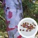 Сосна Бунге семена (10 шт) кружевнокорая (Pinus bungeana) белокорая сосна RS-02028 фото 1
