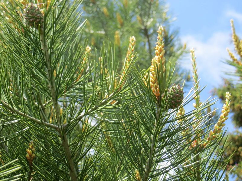Сосна Бунге семена (10 шт) кружевнокорая (Pinus bungeana) белокорая сосна RS-02028 фото