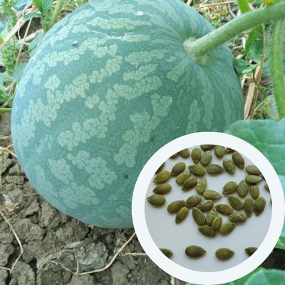 Кавбуз насіння (10 шт) гібрид кавун та гарбуз RS-02063 фото
