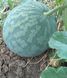Кавбуз насіння (10 шт) гібрид кавун та гарбуз RS-02063 фото 5
