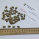 Кавбуз насіння (10 шт) гібрид кавун та гарбуз RS-02063 фото 2