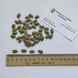 Кавбуз насіння (10 шт) гібрид кавун та гарбуз RS-02063 фото 3