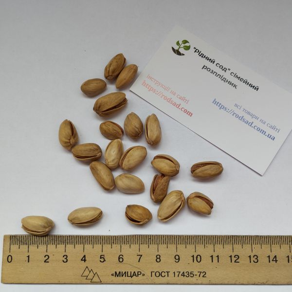 Фисташка сорт Амелия семена (10 шт) среднеранняя орех морозостойкая (-30°C) RS-02066 фото