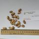 Фисташка сорт Амелия семена (10 шт) среднеранняя орех морозостойкая (-30°C) RS-02066 фото 4