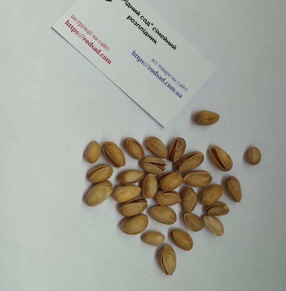Фісташка сорт Альбіна насіння (10 шт) рання горіх морозостійка (-30°C) RS-02067 фото