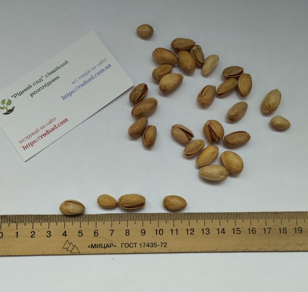 Фісташка сорт Альбіна насіння (10 шт) рання горіх морозостійка (-30°C) RS-02067 фото