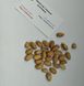 Фісташка сорт Альбіна насіння (10 шт) рання горіх морозостійка (-30°C) RS-02067 фото 6