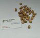 Фісташка сорт Альбіна насіння (10 шт) рання горіх морозостійка (-30°C) RS-02067 фото 4