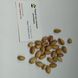 Фисташка сорт Альбина семена (10 шт) ранняя орех морозостойкая (-30°C) RS-02067 фото 5