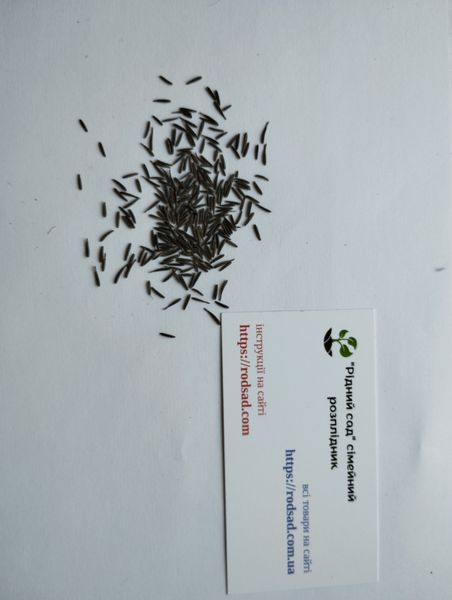 Кервель французька петрушка насіння 0,2 гр. (прибл. 100 шт) (Anthriscus cerefolium) бугиля городня RS-01308 фото