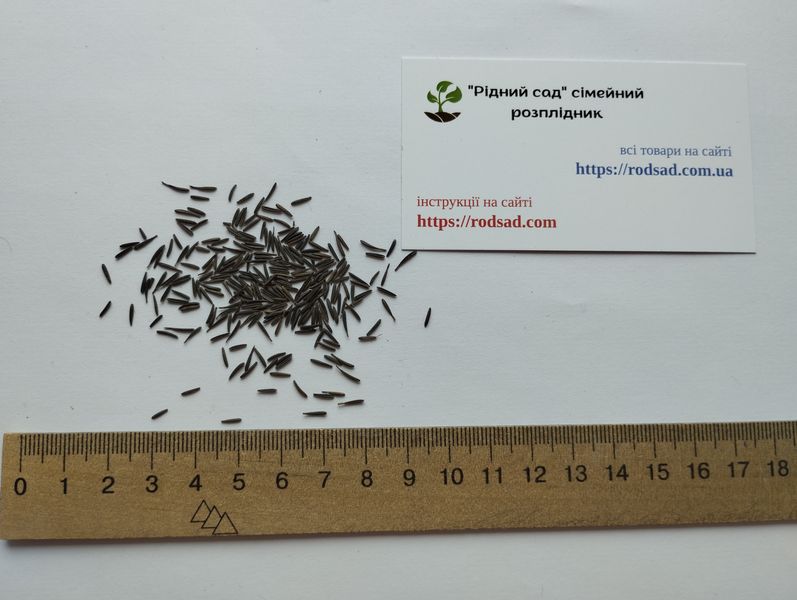 Кервель французька петрушка насіння 0,2 гр. (прибл. 100 шт) (Anthriscus cerefolium) бугиля городня RS-01308 фото