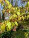 Клён японский семена (10 шт) пальмолистный (Acer japonicum) RS-01310 фото 10