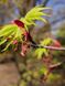 Клён японский семена (10 шт) пальмолистный (Acer japonicum) RS-01310 фото 2