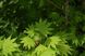 Клён японский семена (10 шт) пальмолистный (Acer japonicum) RS-01310 фото 7