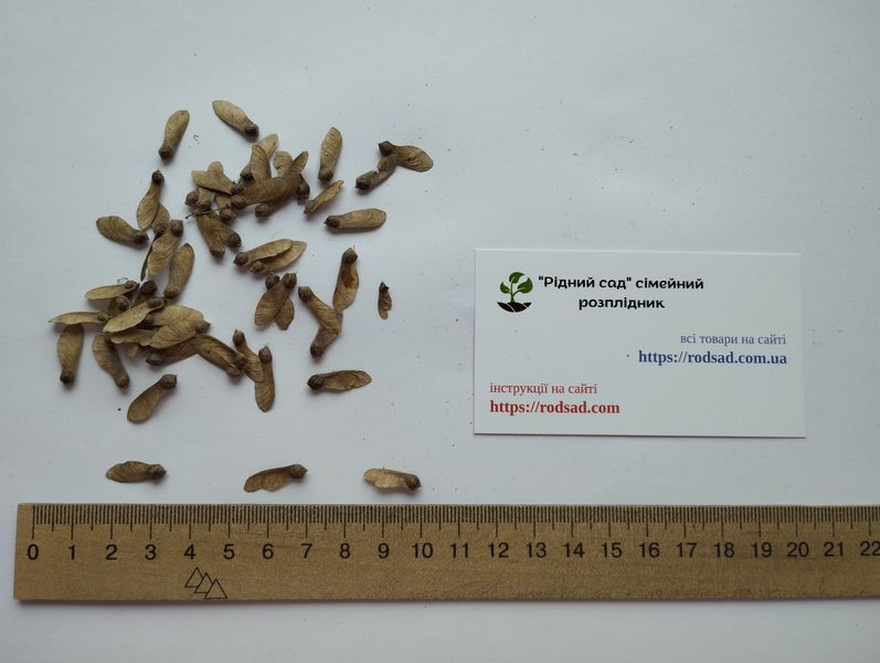 Клён японский семена (10 шт) пальмолистный (Acer japonicum) RS-01310 фото