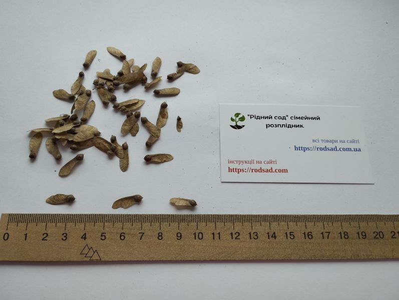 Клён японский семена (10 шт) пальмолистный (Acer japonicum) RS-01310 фото