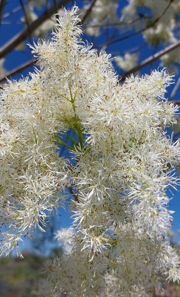 Ясен білоцвітний насіння (20 шт) манний або манновий (Fraxinus ornus) білий RS-01312 фото