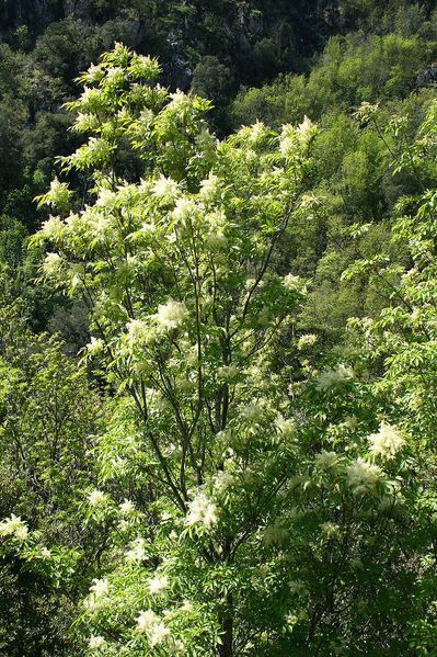 Ясен білоцвітний насіння (20 шт) манний або манновий (Fraxinus ornus) білий RS-01312 фото