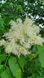 Ясен білоцвітний насіння (20 шт) манний або манновий (Fraxinus ornus) білий RS-01312 фото 8