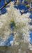 Ясен білоцвітний насіння (20 шт) манний або манновий (Fraxinus ornus) білий RS-01312 фото 2
