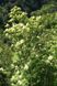 Ясен білоцвітний насіння (20 шт) манний або манновий (Fraxinus ornus) білий RS-01312 фото 3